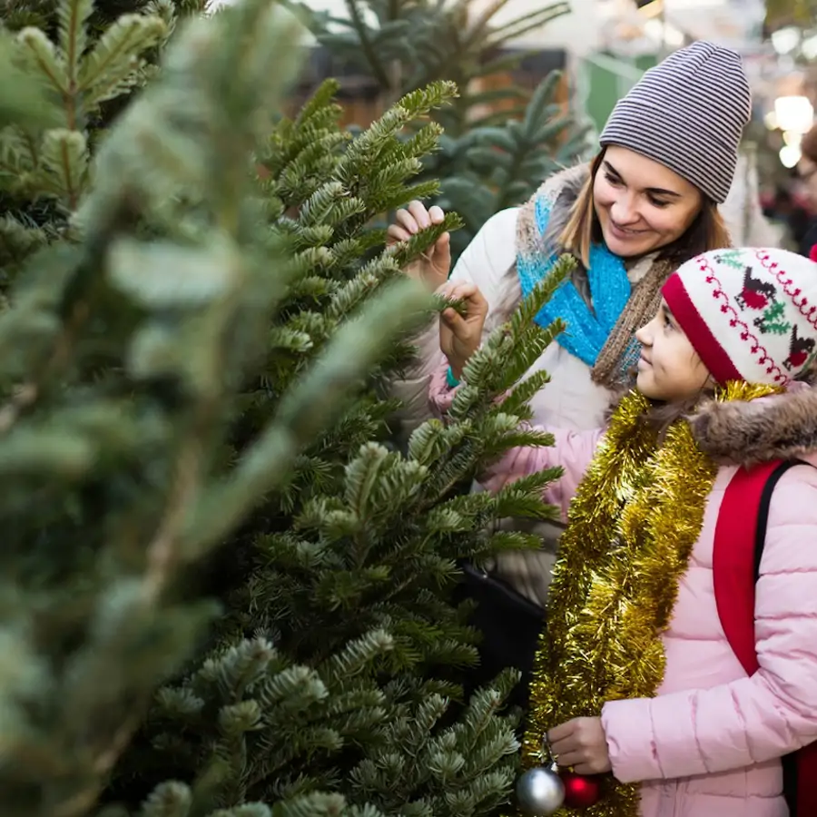 elige un árbol de Navidad natural