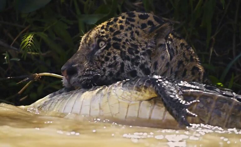 El espectacular vídeo del ataque entre un jaguar y un caimán en ‘Cazadores de imágenes’