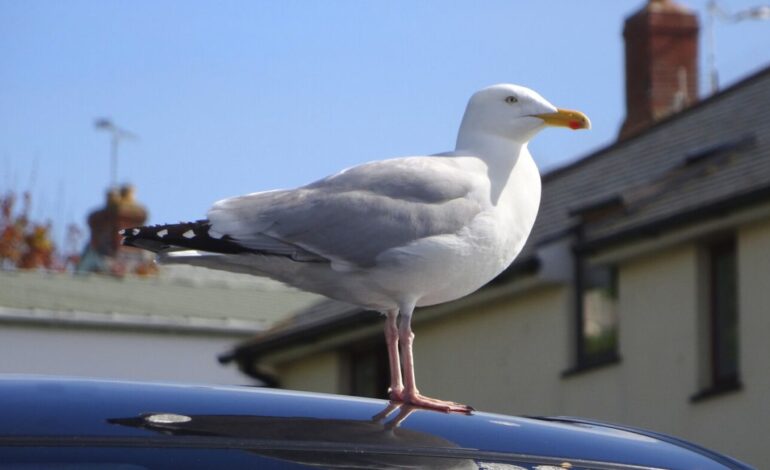 el truco que hace que tu coche sea indiferente a los excrementos de pájaro