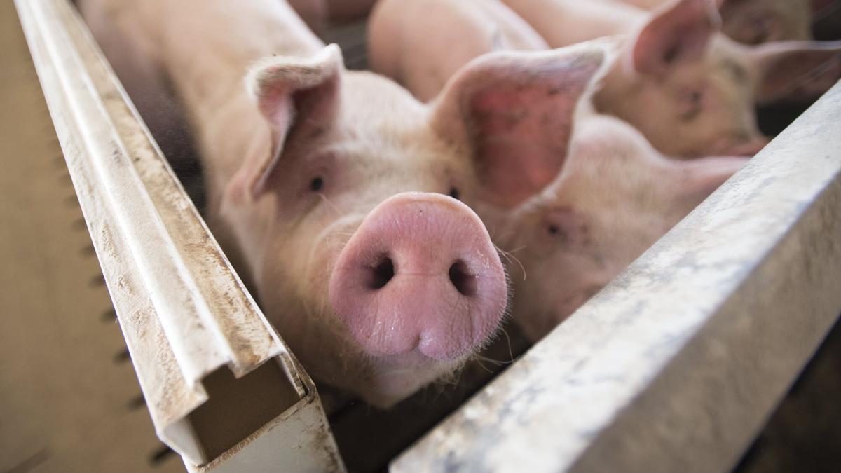 Que el virus de la peste porcina no salte del bosque a las granjas