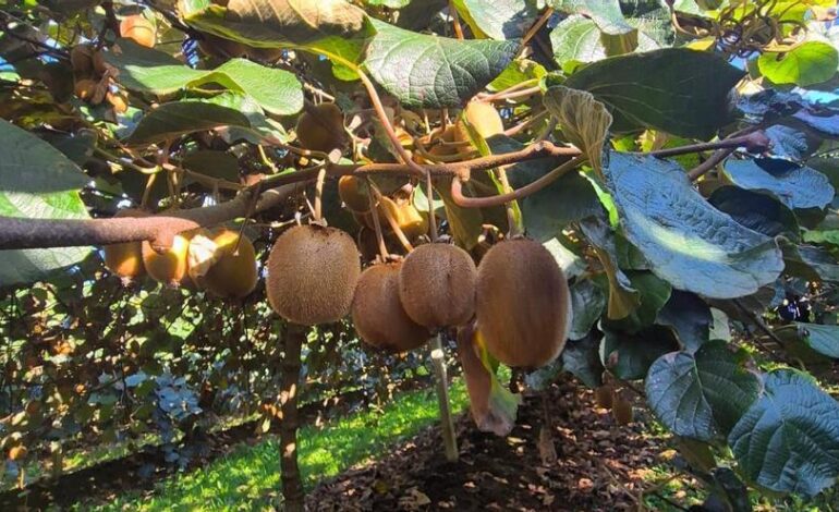 KIWI SALAS | Optimismo entre los productores de kiwis de Salas, que esperan un 30 por ciento más de cosecha