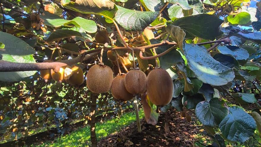 KIWI SALAS | Optimismo entre los productores de kiwis de Salas, que esperan un 30 por ciento más de cosecha