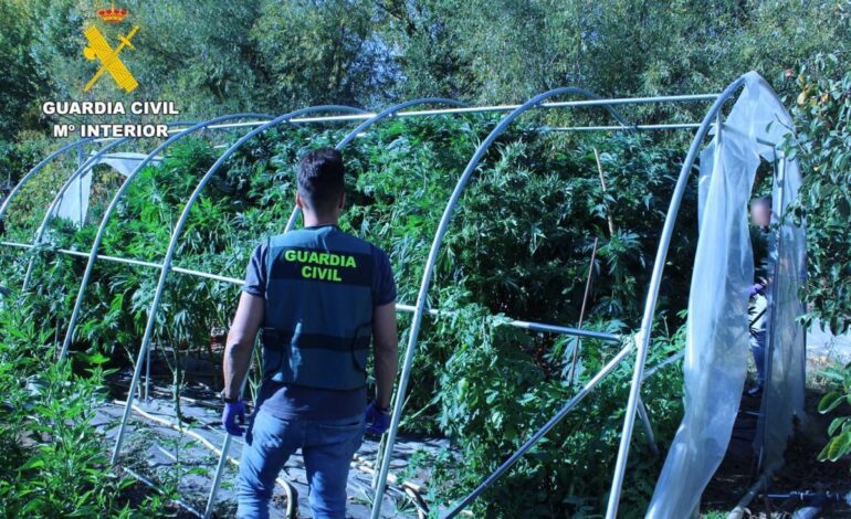 Desarticulado un punto de cultivo de cannabis y de tráfico de estupefacientes en La Bañeza (León)