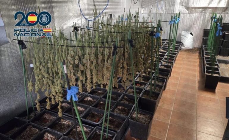 Desarticulada una plantación intensiva de cannabis en Ugena con cuatro detenidos