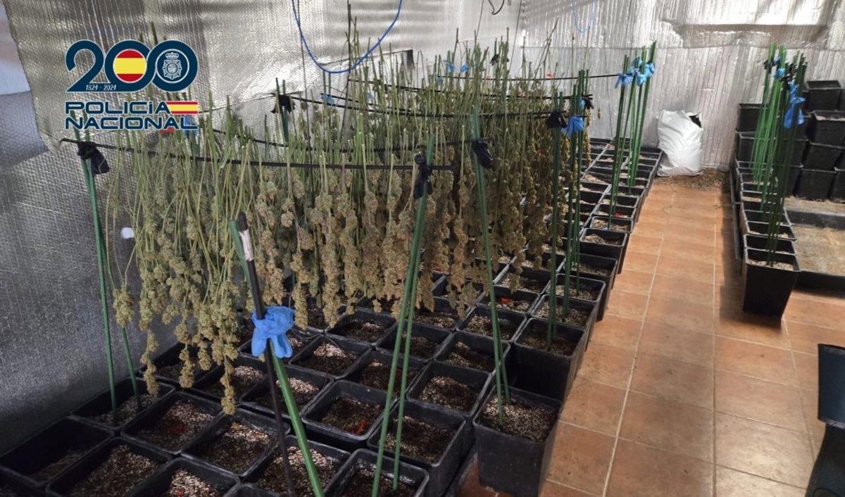 Desarticulada una plantación intensiva de cannabis en Ugena con cuatro detenidos