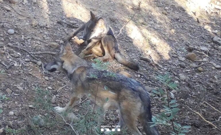 Detectada a la primera manada de lobos con cachorros en Catalunya en 100 años