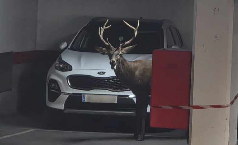 Un ciervo llega hasta el centro de Zamora y se cuela en el aparcamiento de San Martín