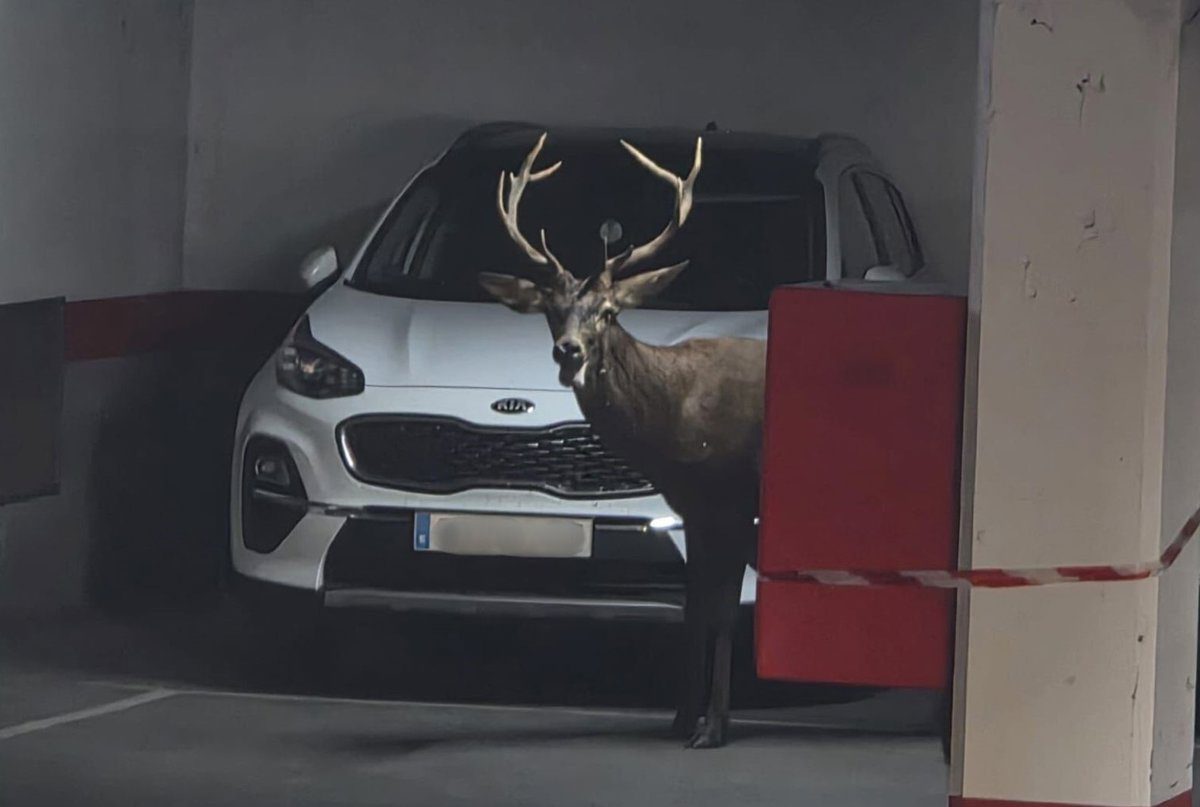 Un ciervo llega hasta el centro de Zamora y se cuela en el aparcamiento de San Martín