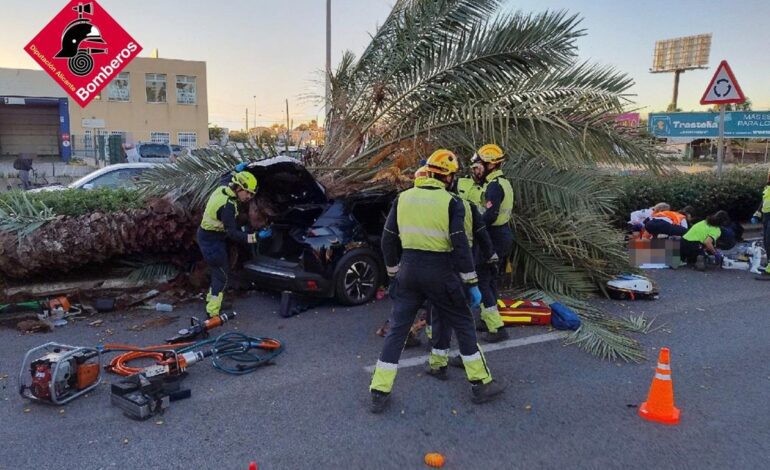 Muere un hombre al caer una palmera sobre su vehículo en la CV-905 en Torrevieja (Alicante)