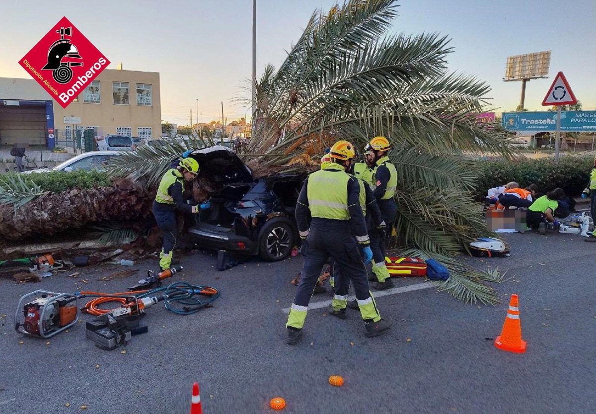 Muere un hombre al caer una palmera sobre su vehículo en la CV-905 en Torrevieja (Alicante)