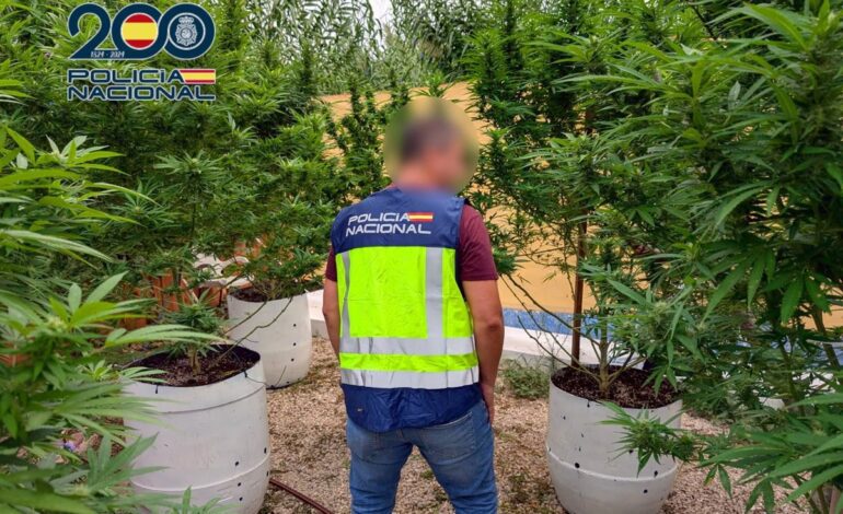 Desmantelan en Ondara una plantación de marihuana con plantas de más de un metro de altura en su interior