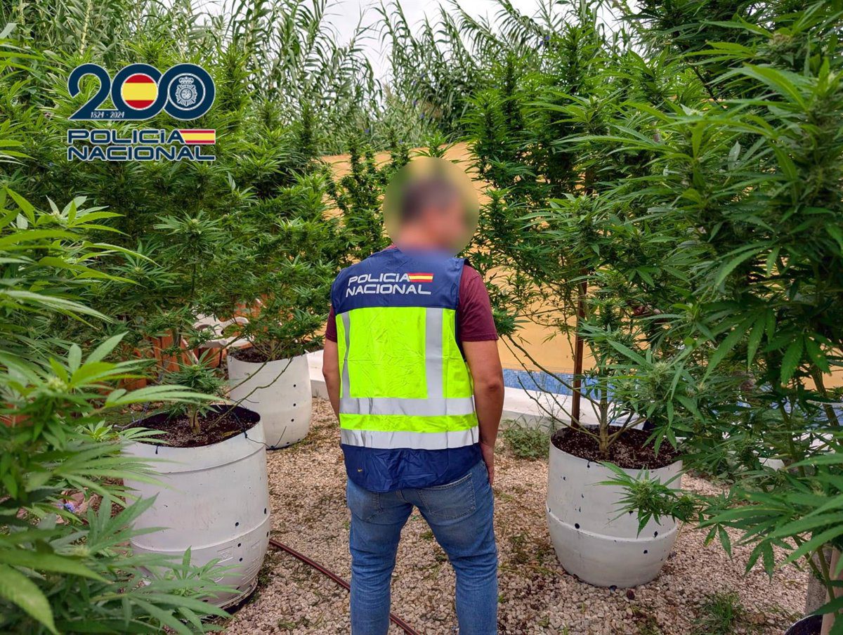 Desmantelan en Ondara una plantación de marihuana con plantas de más de un metro de altura en su interior