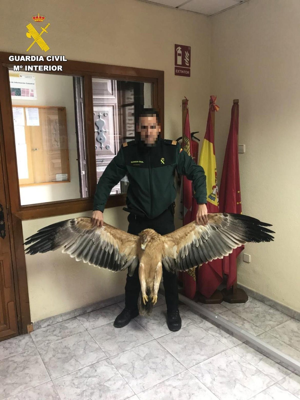 Cuatro titulares de líneas eléctricas investigados por la muerte de 45 aves protegidas en Ávila