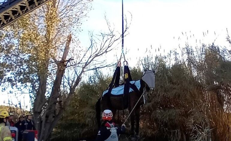 Los Bombers rescatan a un caballo que ha caído en un río en Bellvís (Lleida)
