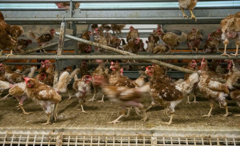 El Gobierno confina las aves de corral en zonas de especial riesgo para no propagar la gripe aviar