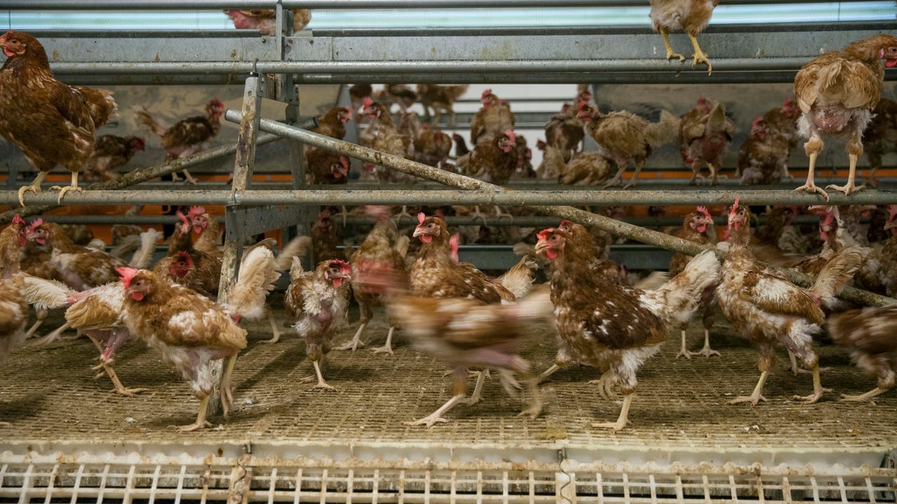 El Gobierno confina las aves de corral en zonas de especial riesgo para no propagar la gripe aviar