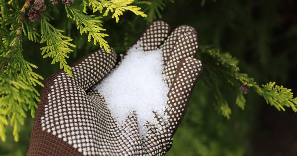 Esta es la única sal que es buena para tus plantas (y merece la pena usarla)