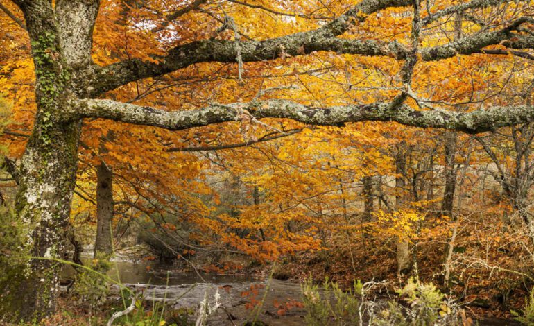 6 rutas de cuento por bosques de colores cerca de Madrid para disfrutar de la magia del otoño
