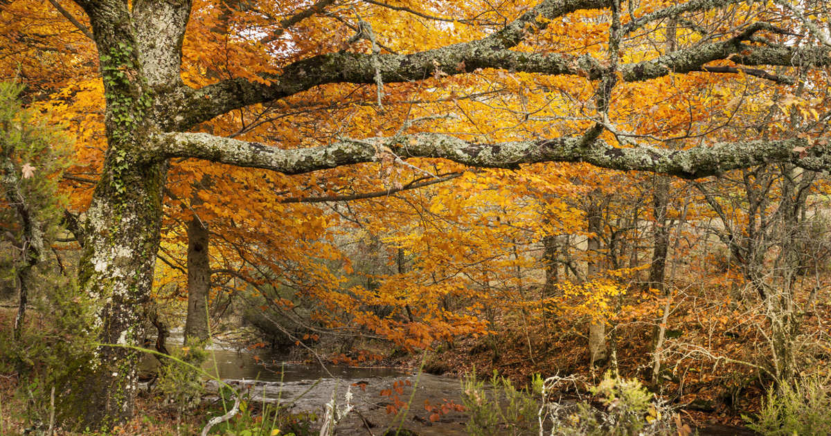 6 rutas de cuento por bosques de colores cerca de Madrid para disfrutar de la magia del otoño
