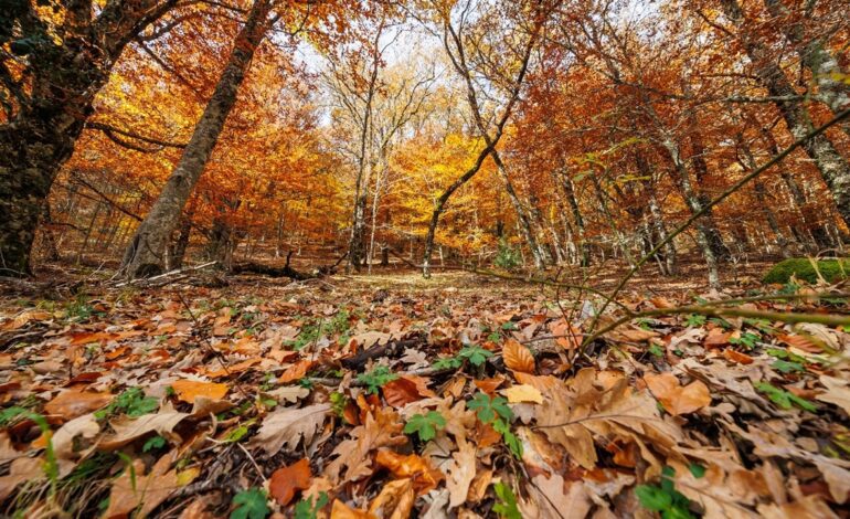 El Hayedo de Montejo, un ejemplo de cómo proteger nuestro valioso patrimonio natural