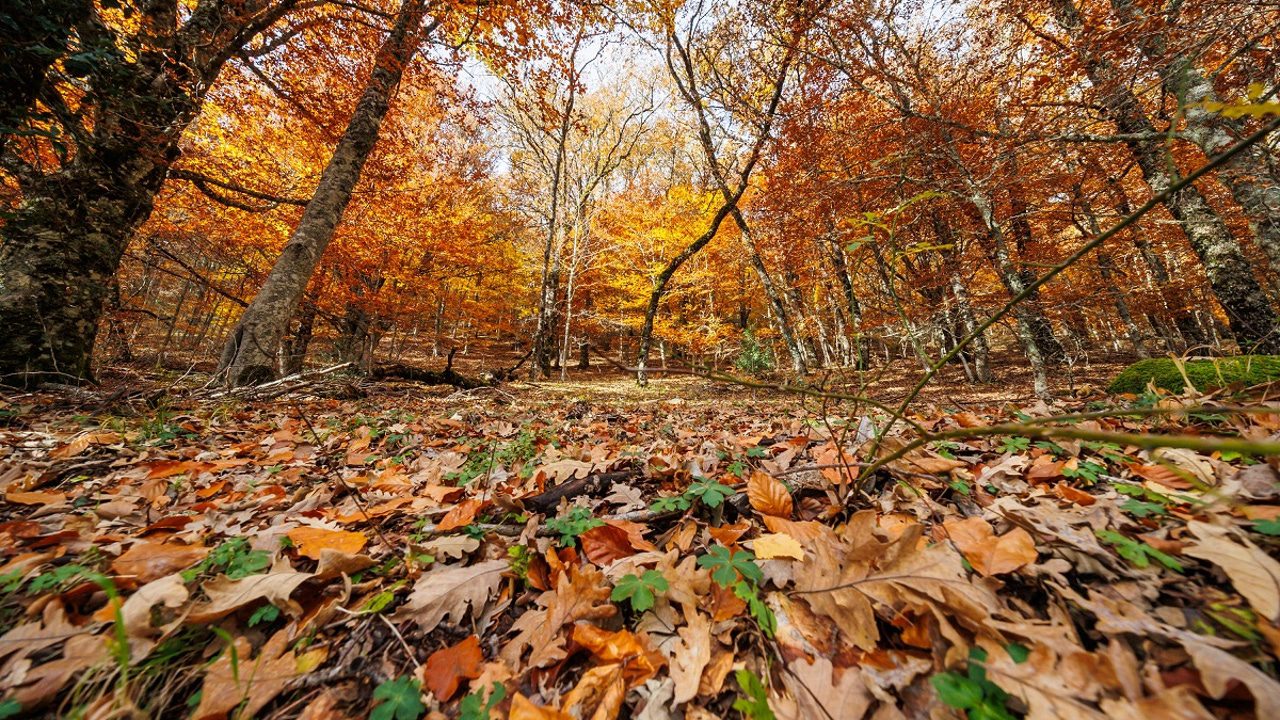 El Hayedo de Montejo, un ejemplo de cómo proteger nuestro valioso patrimonio natural