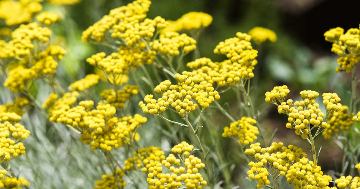 La decorativa planta aromática que se cuida sola, da sabor a tus guisos de invierno y en verano cubre las macetas de bonitas flores amarillas