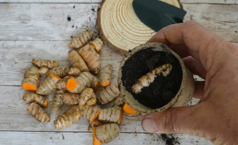 Un experto explica cómo germinar la cúrcuma del supermercado para cultivarla en casa y que te crezca siempre bien y rápido