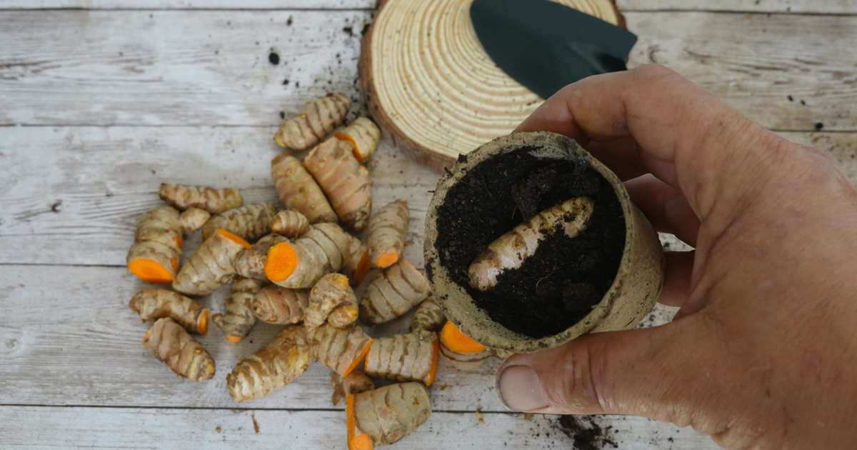 Un experto explica cómo germinar la cúrcuma del supermercado para cultivarla en casa y que te crezca siempre bien y rápido