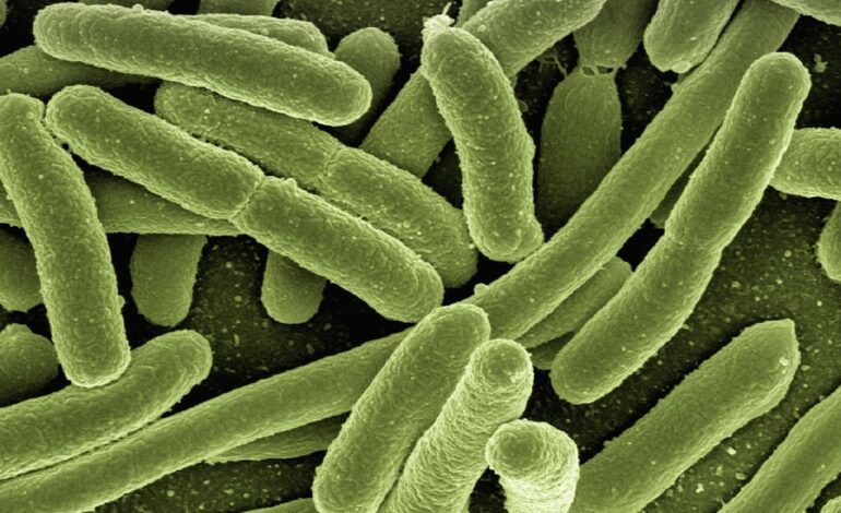 Descubren la peligrosa bacteria que asoló al ejército de Napoleón durante su campaña en Rusia