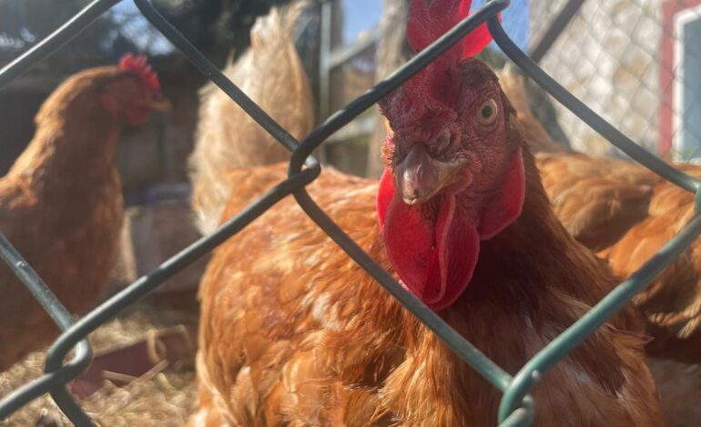 más de 1.100 municipios afectados