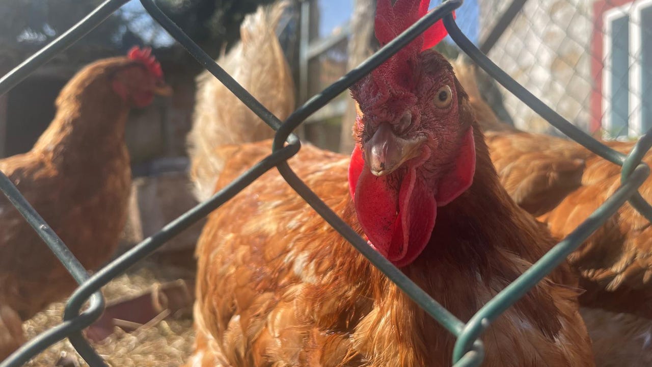 más de 1.100 municipios afectados