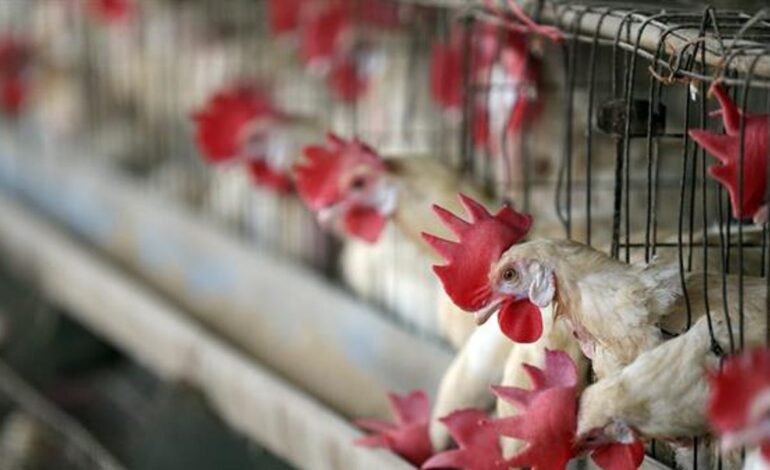 la epidemia animal más grave de la historia por extensión geográfica y la cantidad de especies infectadas