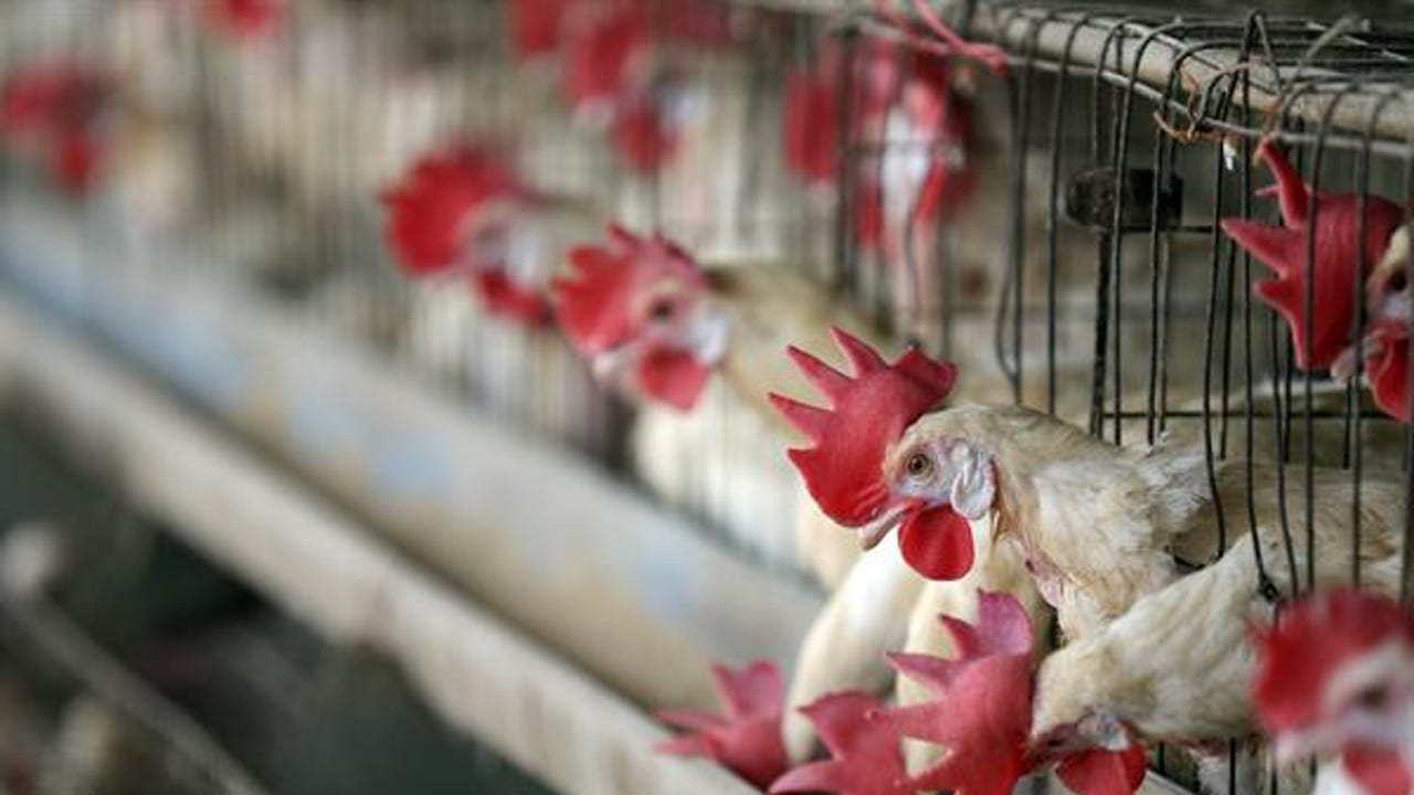 la epidemia animal más grave de la historia por extensión geográfica y la cantidad de especies infectadas