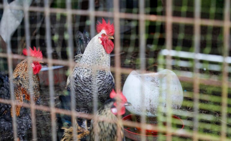 La gripe aviar ya podría considerarse una «enfermedad endémica», según los biólogos