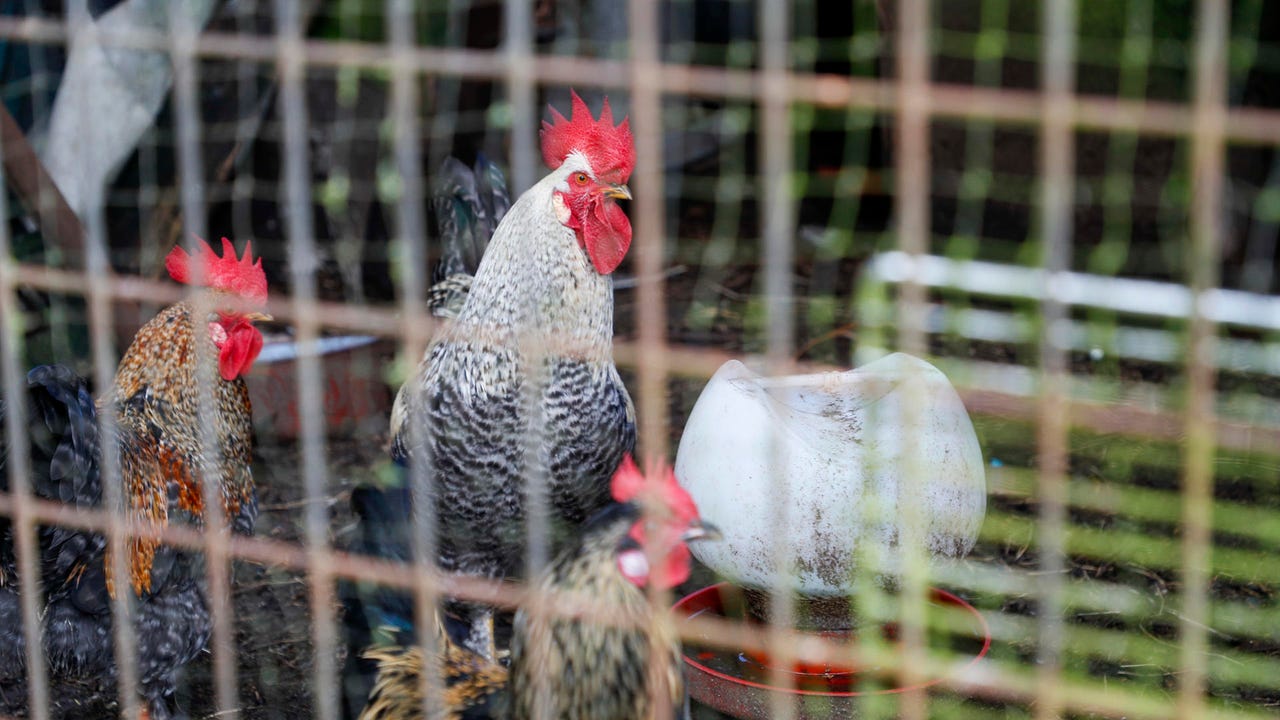 La gripe aviar ya podría considerarse una «enfermedad endémica», según los biólogos
