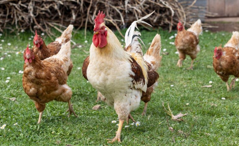 Estados Unidos confirma el primer caso de gripe aviar en humanos