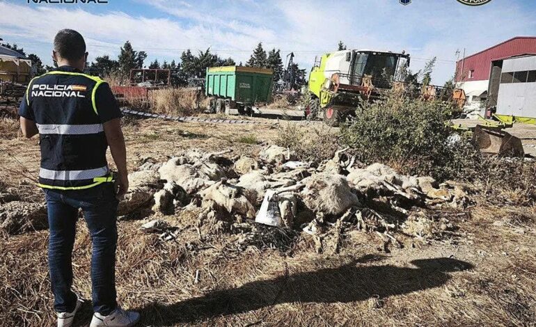 Encuentran 50 ovejas en una finca de Parla que fueron maltratadas hasta la muerte