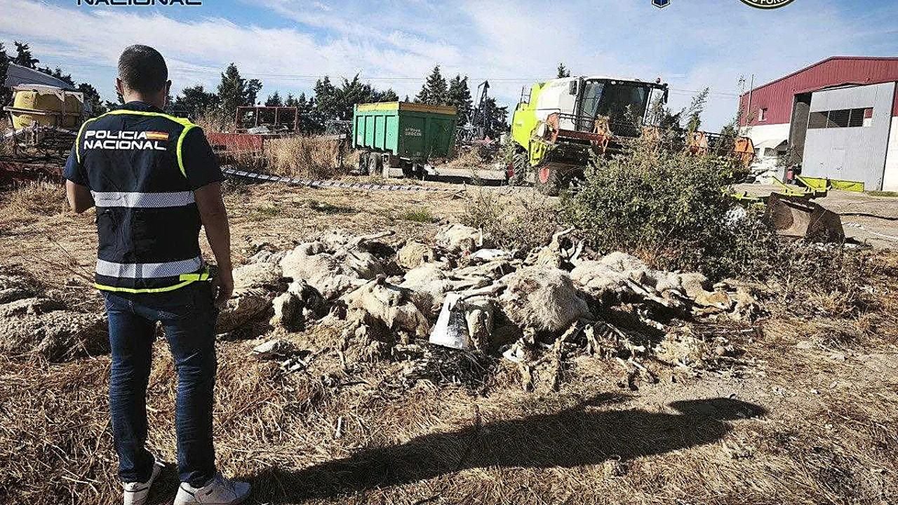 Encuentran 50 ovejas en una finca de Parla que fueron maltratadas hasta la muerte