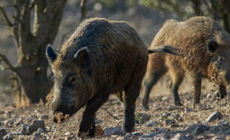 Encuentran otros ocho jabalíes muertos en Barcelona y la Generalitat se plantea pedir ayuda a la UME