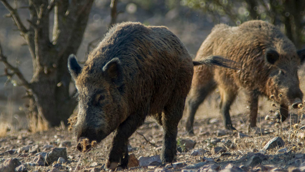 Encuentran otros ocho jabalíes muertos en Barcelona y la Generalitat se plantea pedir ayuda a la UME