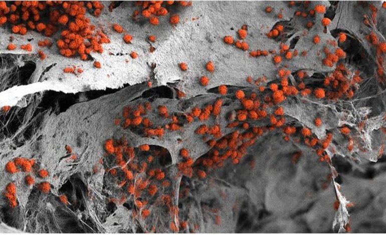 Científicos crean un modelo realista de la médula ósea humana para reducir la experimentación animal