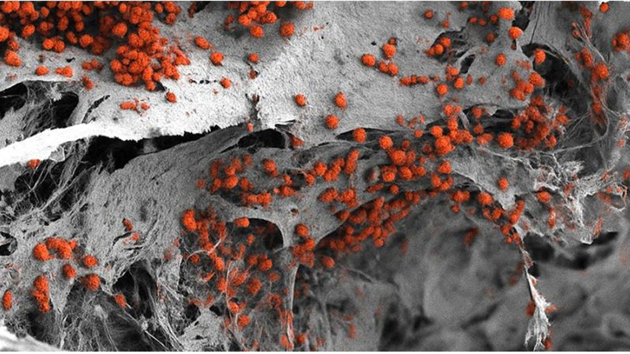 Científicos crean un modelo realista de la médula ósea humana para reducir la experimentación animal