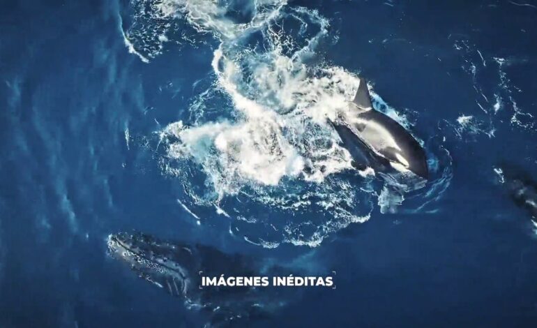 Es súper triste, es naturaleza salvaje