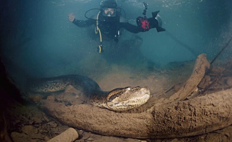 El impactante cara a cara de una anaconda gigante con Gotzon Mantuliz y Miguel Ángel Muñoz: «Somos su Burger King»