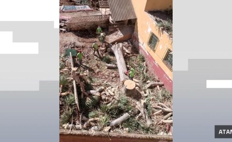 Indignación en Tenerife por la tala de un drago, un árbol centenario y protegido