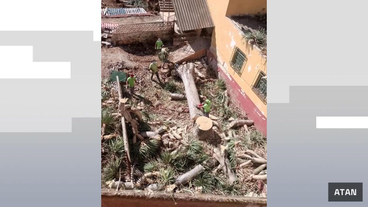 Indignación en Tenerife por la tala de un drago, un árbol centenario y protegido