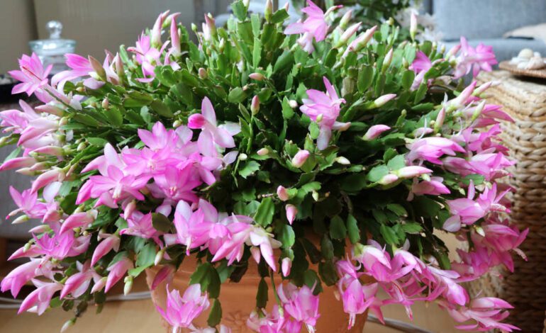 “El cactus de Navidad necesita ir cumpliendo años para florecer a lo grande”