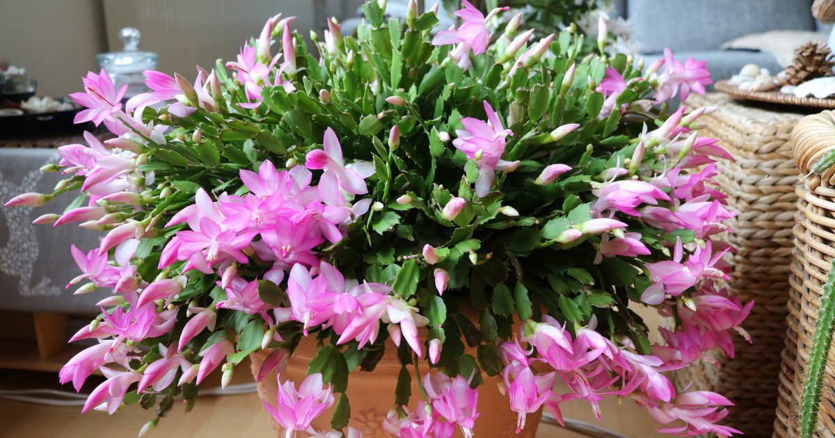 “El cactus de Navidad necesita ir cumpliendo años para florecer a lo grande”