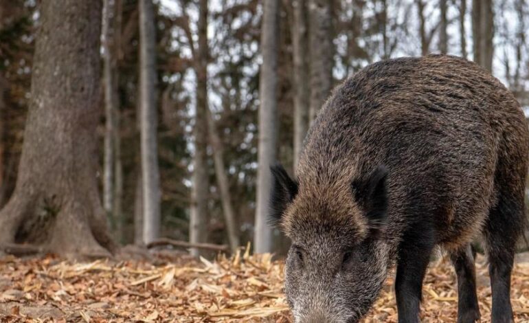 La peste porcina reaparece en España 31 años después con dos casos en Barcelona