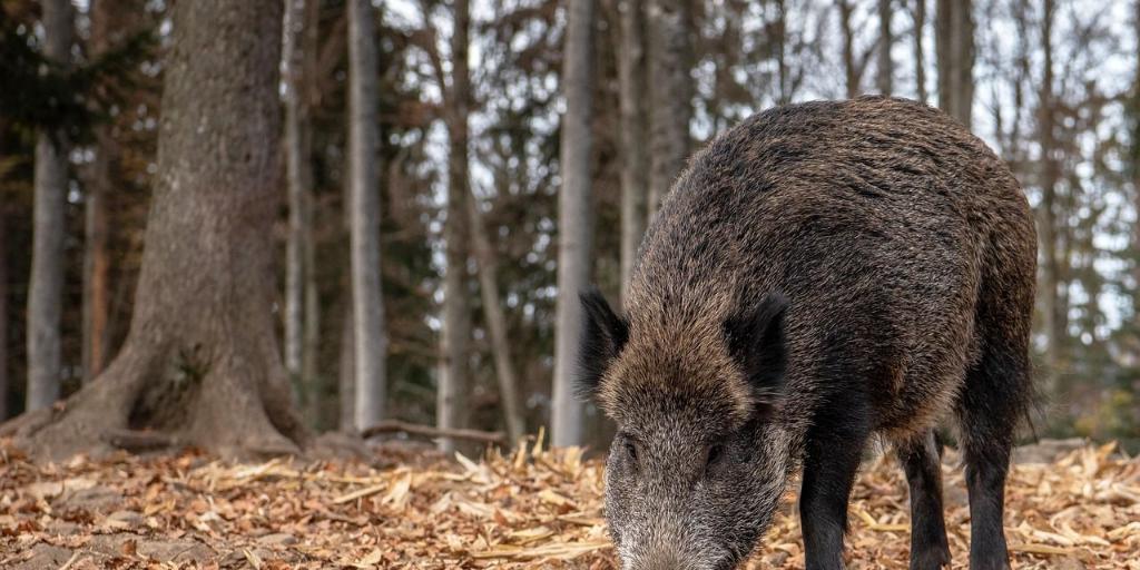 La peste porcina reaparece en España 31 años después con dos casos en Barcelona